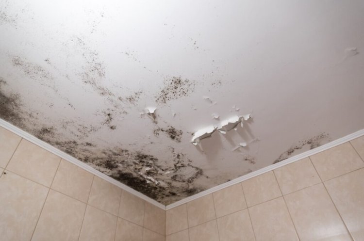 How To Remove Black Mold From Drywall Ceiling?