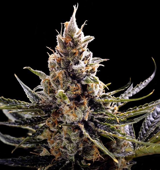 Autoflowering Cannabis Seeds – Fast, Easy, and High-Yield Growing